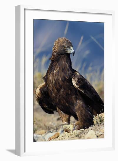 Golden Eagle Clutching Rabbit Kill-W^ Perry Conway-Framed Photographic Print