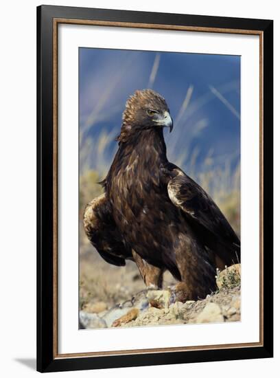 Golden Eagle Clutching Rabbit Kill-W^ Perry Conway-Framed Photographic Print