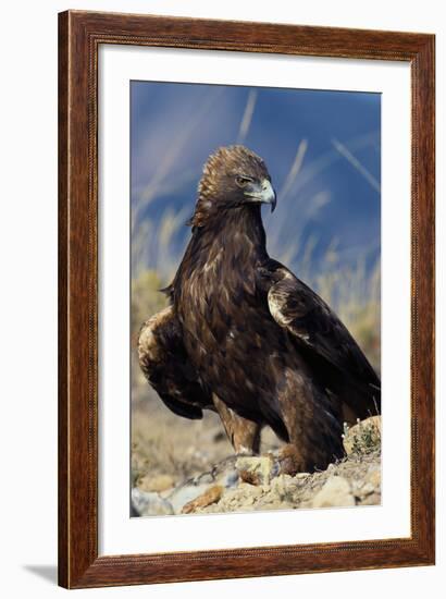 Golden Eagle Clutching Rabbit Kill-W^ Perry Conway-Framed Photographic Print