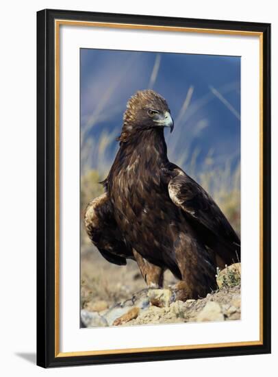 Golden Eagle Clutching Rabbit Kill-W^ Perry Conway-Framed Photographic Print