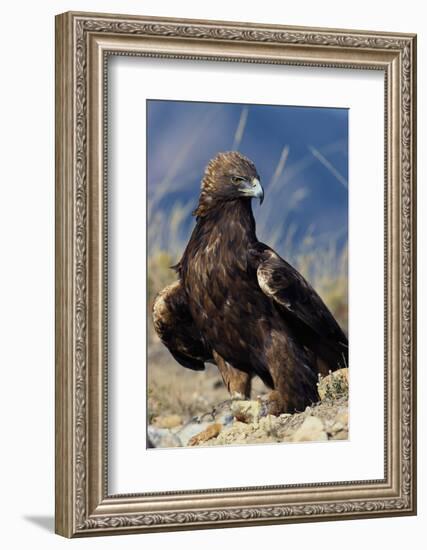 Golden Eagle Clutching Rabbit Kill-W^ Perry Conway-Framed Photographic Print