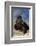 Golden Eagle Clutching Rabbit Kill-W^ Perry Conway-Framed Photographic Print