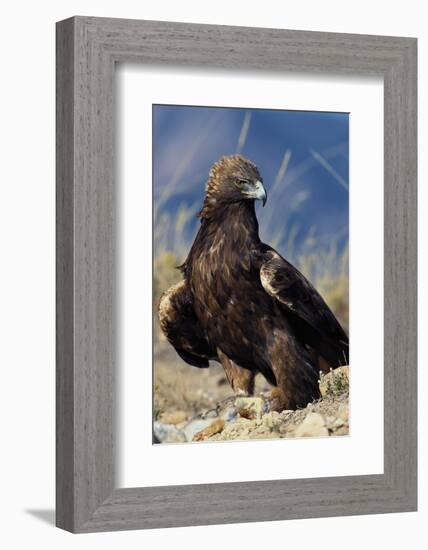 Golden Eagle Clutching Rabbit Kill-W^ Perry Conway-Framed Photographic Print