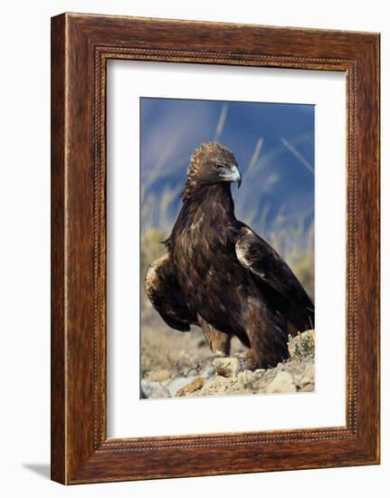 Golden Eagle Clutching Rabbit Kill-W^ Perry Conway-Framed Photographic Print