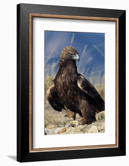 Golden Eagle Clutching Rabbit Kill-W^ Perry Conway-Framed Photographic Print