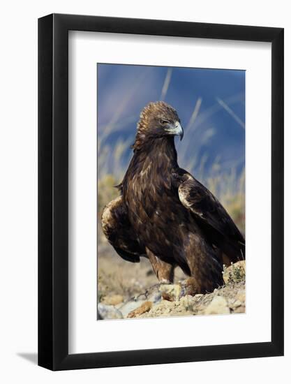 Golden Eagle Clutching Rabbit Kill-W^ Perry Conway-Framed Photographic Print