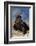 Golden Eagle Clutching Rabbit Kill-W^ Perry Conway-Framed Photographic Print