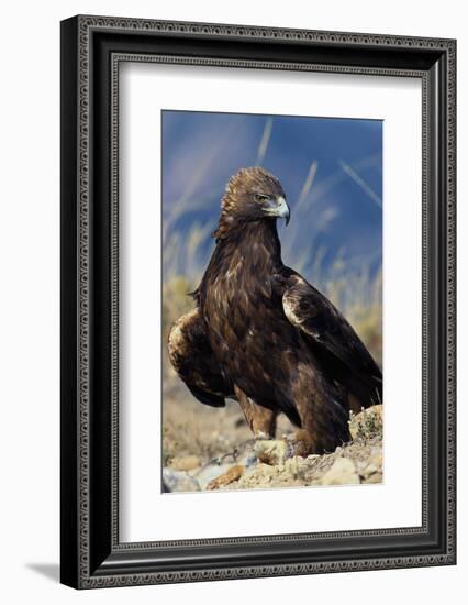 Golden Eagle Clutching Rabbit Kill-W^ Perry Conway-Framed Photographic Print