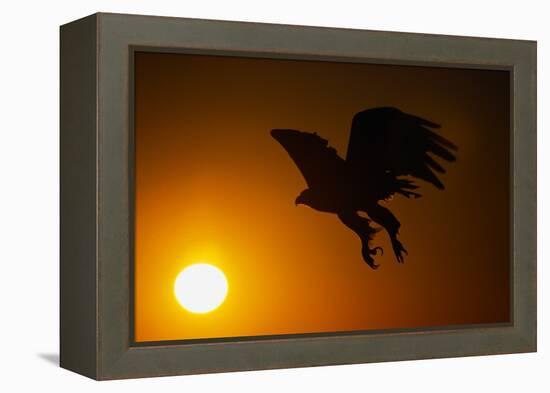 Golden Eagle Flying at Sunrise-W. Perry Conway-Framed Premier Image Canvas