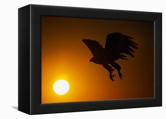 Golden Eagle Flying at Sunrise-W. Perry Conway-Framed Premier Image Canvas