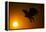 Golden Eagle Flying at Sunrise-W. Perry Conway-Framed Premier Image Canvas