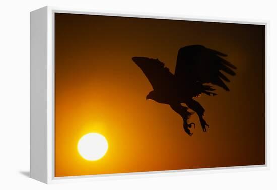 Golden Eagle Flying at Sunrise-W. Perry Conway-Framed Premier Image Canvas