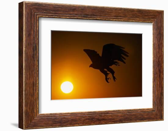 Golden Eagle Flying at Sunrise-W. Perry Conway-Framed Photographic Print