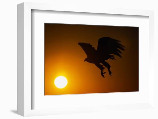 Golden Eagle Flying at Sunrise-W. Perry Conway-Framed Photographic Print