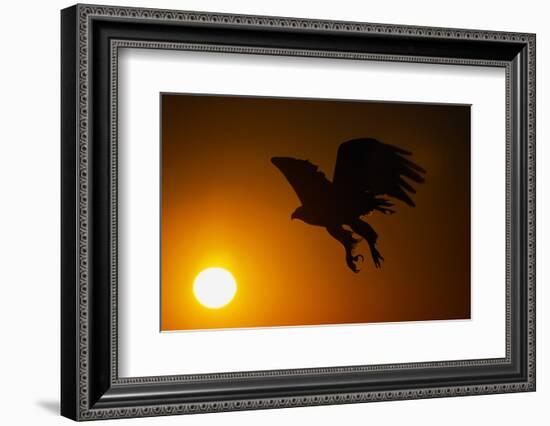 Golden Eagle Flying at Sunrise-W. Perry Conway-Framed Photographic Print