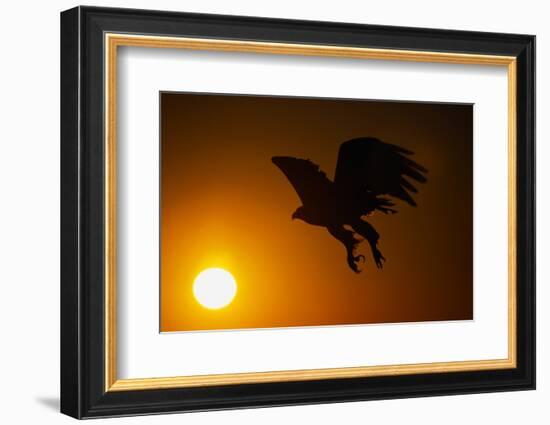 Golden Eagle Flying at Sunrise-W. Perry Conway-Framed Photographic Print