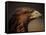 Golden Eagle, Highland Region, Scotland, United Kingdom-Roy Rainford-Framed Premier Image Canvas