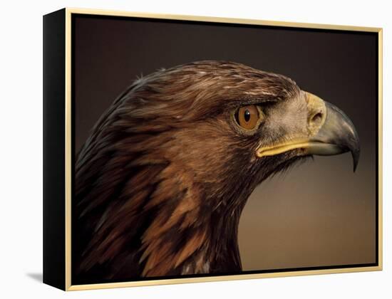 Golden Eagle, Highland Region, Scotland, United Kingdom-Roy Rainford-Framed Premier Image Canvas