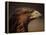 Golden Eagle, Highland Region, Scotland, United Kingdom-Roy Rainford-Framed Premier Image Canvas