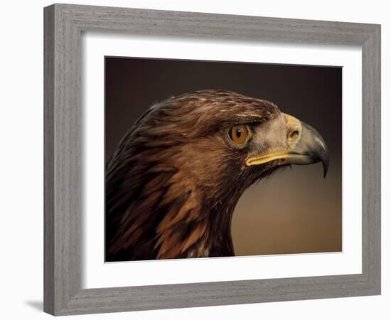 Golden Eagle, Highland Region, Scotland, United Kingdom-Roy Rainford-Framed Photographic Print