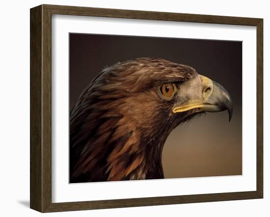 Golden Eagle, Highland Region, Scotland, United Kingdom-Roy Rainford-Framed Photographic Print