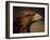 Golden Eagle, Highland Region, Scotland, United Kingdom-Roy Rainford-Framed Photographic Print