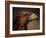 Golden Eagle, Highland Region, Scotland, United Kingdom-Roy Rainford-Framed Photographic Print