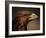 Golden Eagle, Highland Region, Scotland, United Kingdom-Roy Rainford-Framed Photographic Print