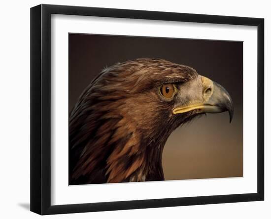 Golden Eagle, Highland Region, Scotland, United Kingdom-Roy Rainford-Framed Photographic Print