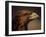 Golden Eagle, Highland Region, Scotland, United Kingdom-Roy Rainford-Framed Photographic Print