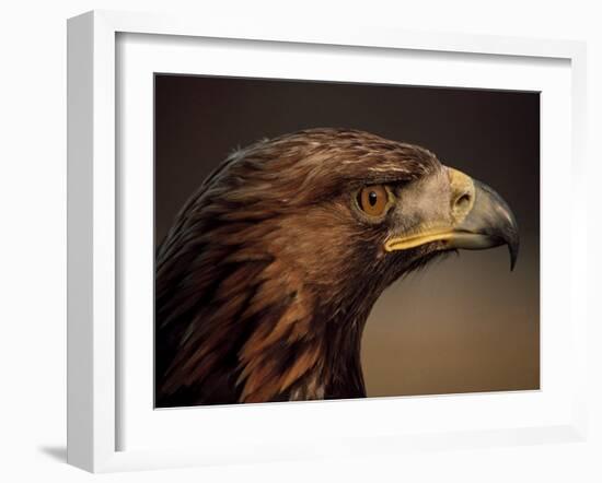 Golden Eagle, Highland Region, Scotland, United Kingdom-Roy Rainford-Framed Photographic Print