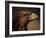 Golden Eagle, Highland Region, Scotland, United Kingdom-Roy Rainford-Framed Photographic Print