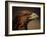 Golden Eagle, Highland Region, Scotland, United Kingdom-Roy Rainford-Framed Photographic Print