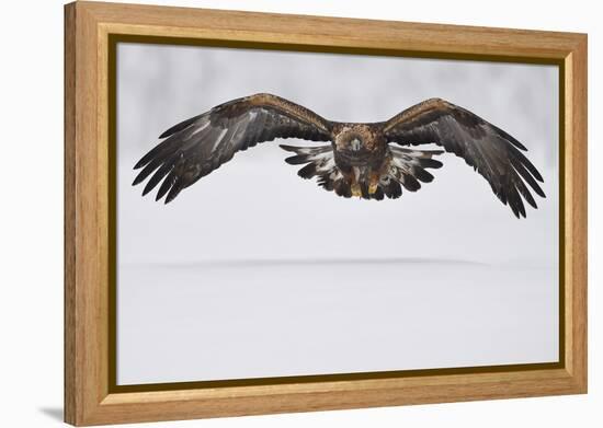 Golden eagle in flight over snow, Lapland, Sweden-Staffan Widstrand-Framed Premier Image Canvas