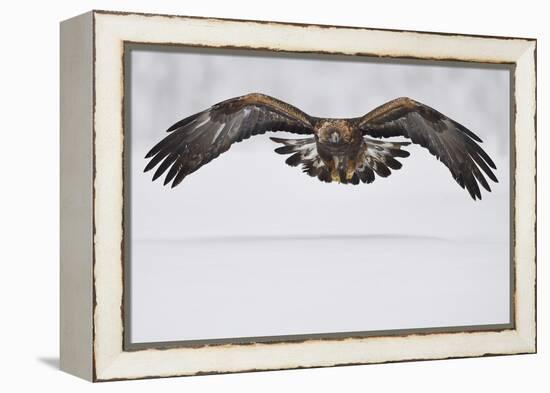 Golden eagle in flight over snow, Lapland, Sweden-Staffan Widstrand-Framed Premier Image Canvas