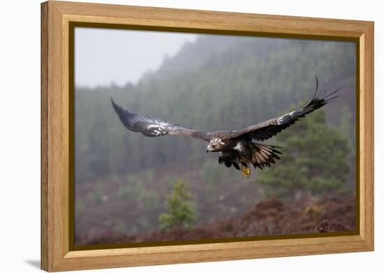 Golden Eagle in Flight-null-Framed Premier Image Canvas