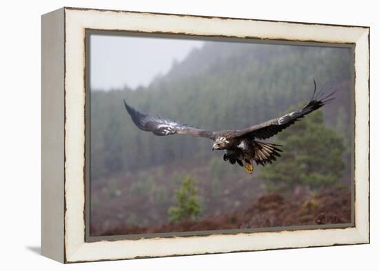 Golden Eagle in Flight-null-Framed Premier Image Canvas