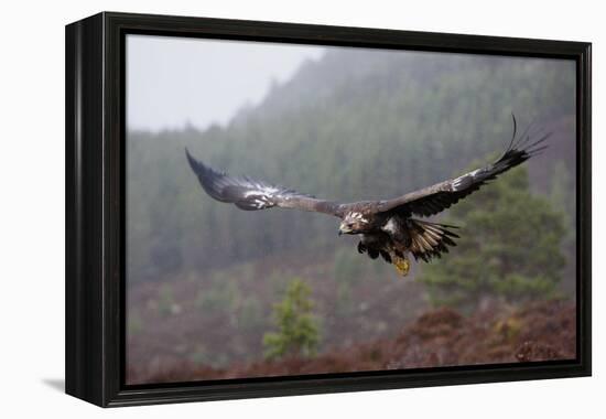 Golden Eagle in Flight-null-Framed Premier Image Canvas