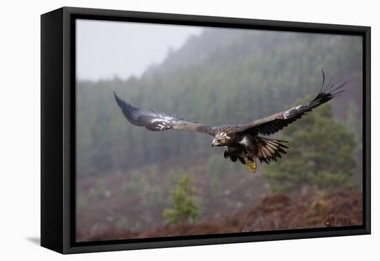Golden Eagle in Flight-null-Framed Premier Image Canvas