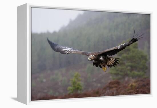 Golden Eagle in Flight-null-Framed Premier Image Canvas