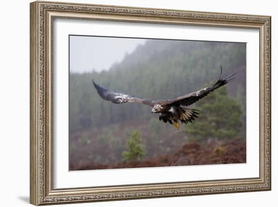 Golden Eagle in Flight-null-Framed Photographic Print