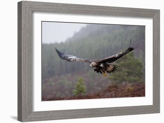 Golden Eagle in Flight-null-Framed Photographic Print