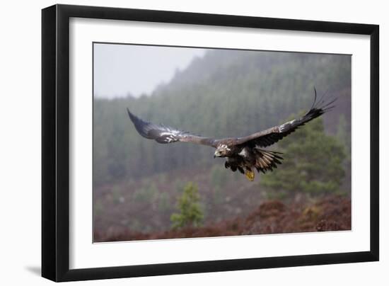 Golden Eagle in Flight-null-Framed Photographic Print