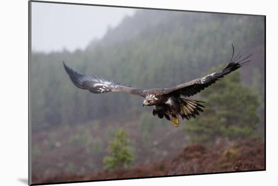 Golden Eagle in Flight-null-Mounted Photographic Print