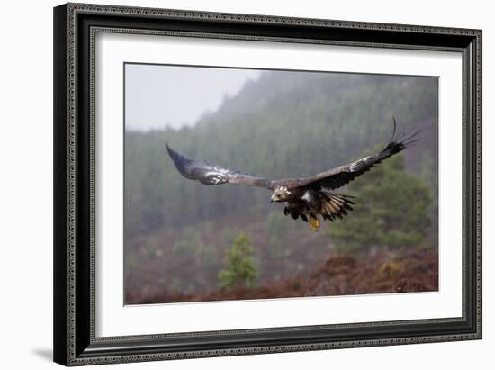 Golden Eagle in Flight-null-Framed Photographic Print