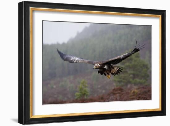 Golden Eagle in Flight-null-Framed Photographic Print