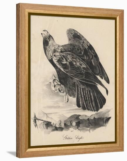 Golden Eagle, Litho by J.T. Bowen, from 'Birds of America', 1840-John James Audubon-Framed Premier Image Canvas