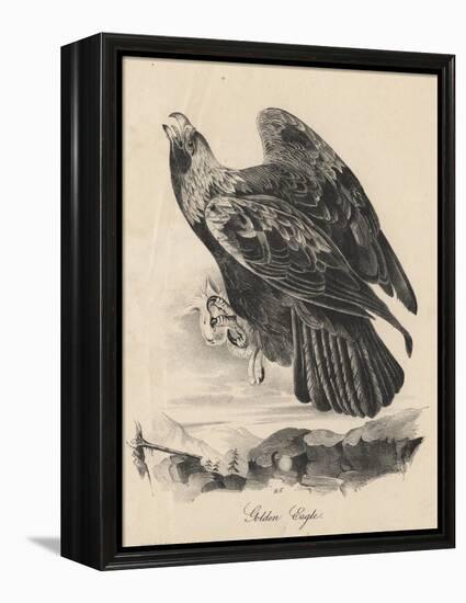 Golden Eagle, Litho by J.T. Bowen, from 'Birds of America', 1840-John James Audubon-Framed Premier Image Canvas