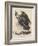 Golden Eagle, Litho by J.T. Bowen, from 'Birds of America', 1840-John James Audubon-Framed Giclee Print