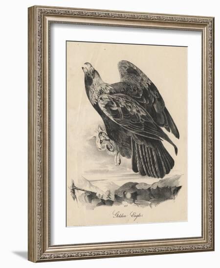 Golden Eagle, Litho by J.T. Bowen, from 'Birds of America', 1840-John James Audubon-Framed Giclee Print